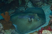 Bathytoshia centroura Pastenague epineuse-Bonaire Buddy reef-28m-20180221-Denis-ADER-DSC_7369_tn